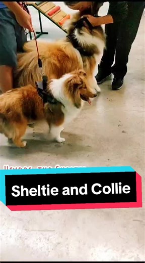 Hiyori the Sheltie no TikTok