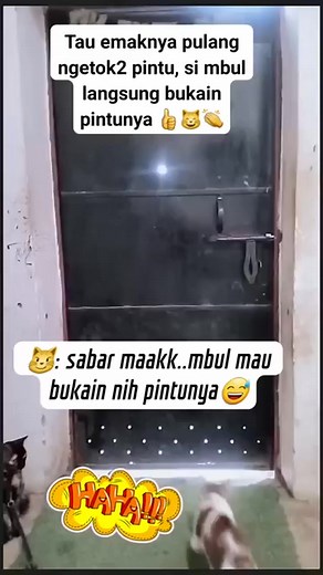 378K views · 10K reactions | Printer banget kamu pus 殺藍 - - - - - #fypシ゚ #postinganpublik #keren #ngonten #virals #glofishtetra #cattycat #kucinglucu #ajinglucu #viralreels #todays #hewanpeliharaan #sorotan #pengikut | Agus Juhendra | Facebook