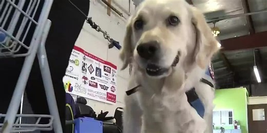 Bill could create hurdles for renters with service animals