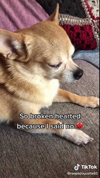 Heartbreaking Chihuahua Crying Meme Compilation
