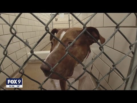 New program offers 60 days of free pet care to owners in need I KMSP FOX 9