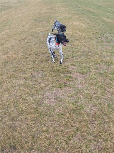Improve Your Dog's Recall Skills