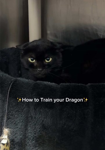 How to Train Your Dragon with Toothless the Foster Cat