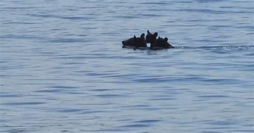 Mother bear swims across Massachusetts reservoir with cubs on her back