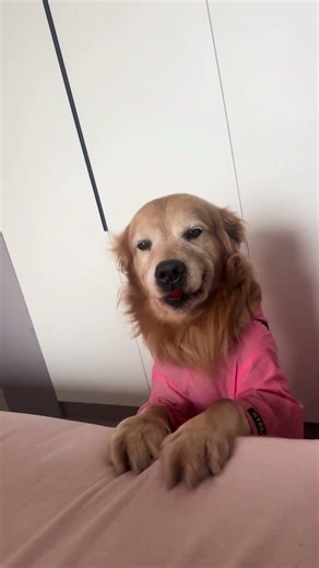 7爸叫我起床，我赖床说肚子疼，77哭着送水果来，像守护者一样守护家