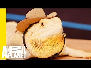 How To Take Care Of Your Reptile