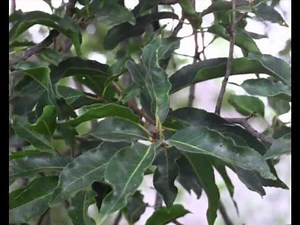 Pygeum Herbal Benefits