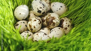 quail fresh raw eggs. quail egg, rotation shot, Many fresh raw quail egg 4K Stock Video