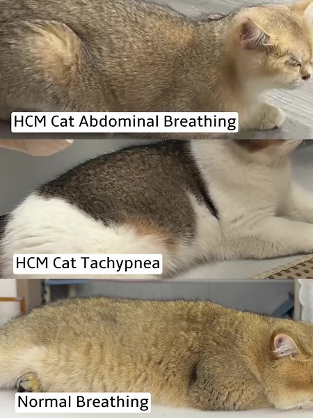 Every new cat owner, listen up: when your cat is resting and their belly is heaving, neck stretched forward to breathe, that’s not them taking a cute nap — that’s them working so hard to breathe they have to use their belly to pull air in. Don’t write it off as “they’re just lazy,” “it’s hot out,” or “they just played.” If they’re calm, not freshly exercised, not overheated, and they’re still breathing fast and heavy, even coughing a little here and there, don’t wait — get them in for an echocar