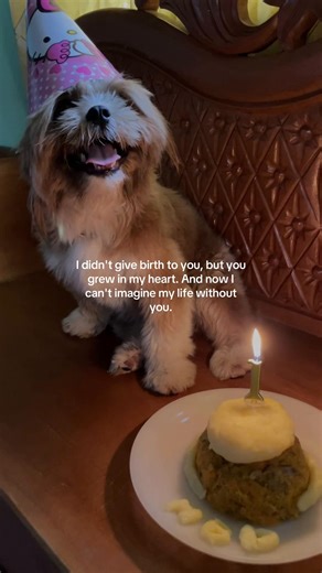 happy bark day cutie💗🐶