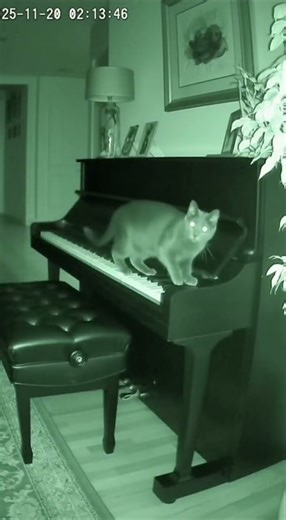 Cat Breaks In at 3AM… Then Plays Haunted Piano 😳🐱🎹