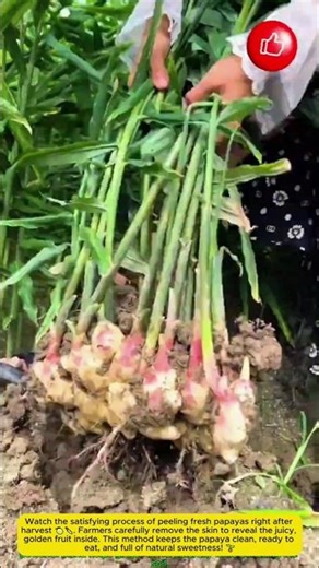 Ginger Harvesting & Cutting Branches 🌿 | Easy Farming Techniques
