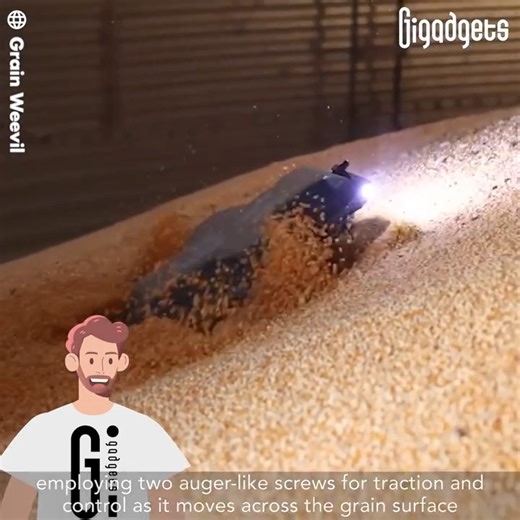 This robot scurries and digs around in grain bins to protect farmers. Designed exclusively for grain bins, Grain Weevil serves as a specialized robot capable of executing diverse tasks to improve grain management, ensuring a more efficient and secure process in the meantime. | GIGadgets