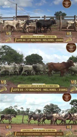 Lotes 04, 05 e 24 - 11° Leilão Família Luciano Duarte e Convidados
