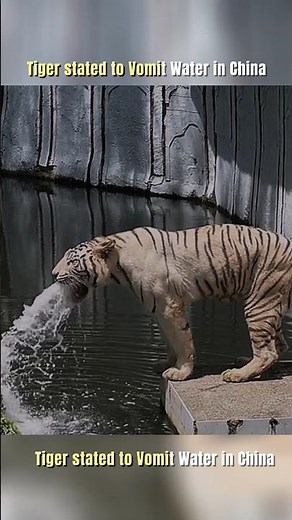 Tiger Vomiting Water In China Zoo