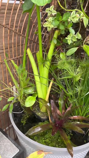 DIY Mini Pot Pond for Plants & Fish