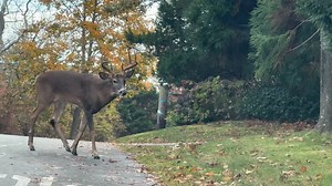 Rebecca Clark on Reels