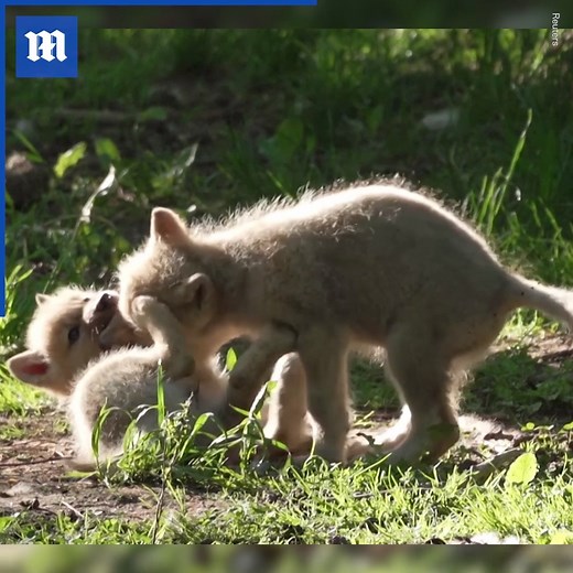 These baby wolves are the cutest thing I've ever SEEN ❤️🥺 🐺via Reuters Additional clip ViralHog | Daily Mail Video