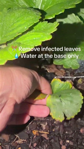 Strawberry leaf spot … act fast