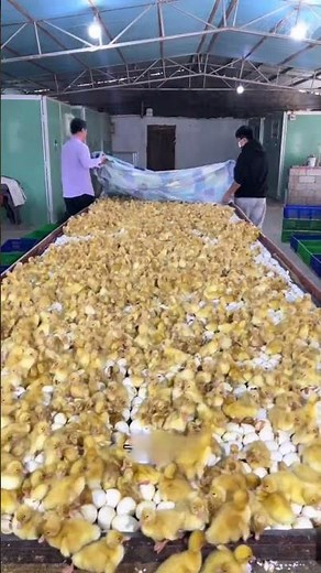 High Hatch Rate Duck Egg Incubation Technique