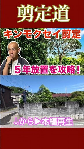 《５年ぶり》金木犀モリモリから小さく透かした剪定です #剪定方法 #庭作業 #庭木の管理 #庭木の手入れ #金木犀 #実家の庭 #庭じまい