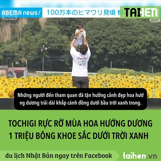 🌻 Tại thị trấn Mashiko (Tochigi, Nhật Bản), khoảng 1 triệu bông hoa hướng dương đang đồng loạt khoe sắc, tạo nên một biển vàng rực rỡ trải dài trên 5 hecta. ✨ Được trồng và chăm sóc suốt 15 năm qua, nơi đây không chỉ có giống “Hybrid Sunflower” quen thuộc mà còn có cả hướng dương cánh trắng độc đáo. ☀️ Năm nay, nhờ thời tiết nắng đẹp kéo dài, hoa nở sớm hơn mọi năm và đang ở độ đẹp nhất. 📅 Từ 9–11/8 diễn ra Lễ hội hoa hướng dương, và dự kiến có thể ngắm hoa đến khoảng 15/8. 📍 Một điểm đến lý 