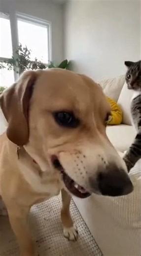 Cat Slaps Dog’s Face for Getting Too Close to Camera 🤣
