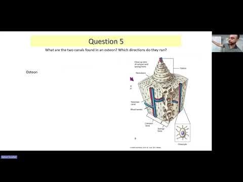 Skeletal System Crash Course