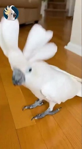 Breakdance Mode Activated… No One Was Ready 😭🦜