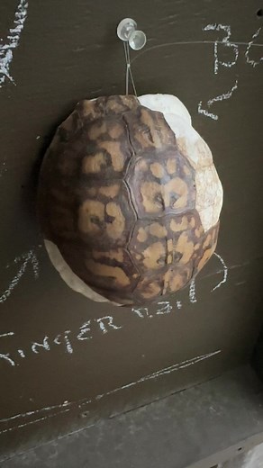 🐢🐚 Turtle shells are the ultimate reptilian armor! 💪 They're not just shells; they're modified ribs that have evolved over time, forming a strong and protective structure attached to their spines. 💯 Each turtle shell consists of bony plates known as scutes, with a rugged outer layer (thanks to keratin) and a sturdy inner layer. 🛡️ These scutes create a shield, defending against the elements and making turtles true champions of natural armor. 🌟 #TurtleFacts #NaturalArmor #Scutes #TurtleShel