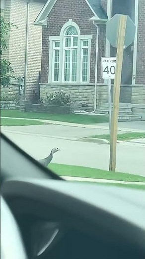 Wild turkey spotted running freely on the street in Markham, Canada