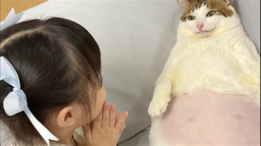 ホモと見る腹を叩かれるのが好きすぎる猫