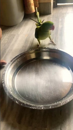 Parrot 🦜 bathing time 🕰️ | how to give a bath to pet parrot at home