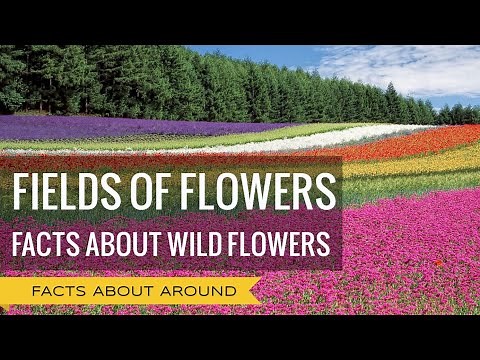 FIELDS OF FLOWERS: FACTS ABOUT WILD FLOWERS