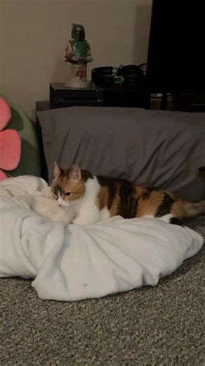 440K views · 12K reactions | When you’re fed up with your shift at work making biscuits ‍ #wobblycat #cerebellarhypoplasia #chcat #calicocat #calico #catvideo #cutecat #cat #catsoffacebook | Adathecalicocat | Facebook