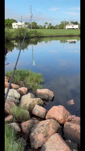 Catching Mangrove Jack on Topwater Lures in Townsville