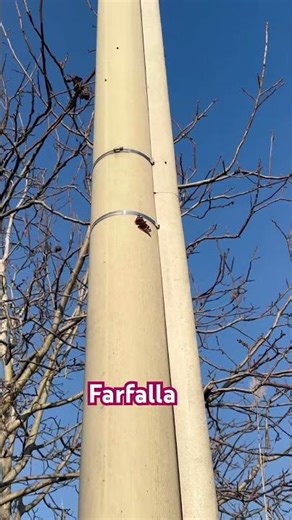 Farfalla