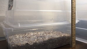 Time lapse of the entire process from pins to harvest