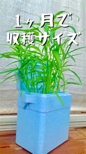 【空芯菜】非常にDAISO頼りな空芯菜の育て方