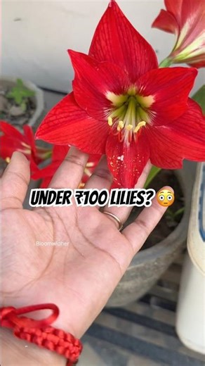 Under ₹100 Lily Bulbs… Scam or Steal? 😳 #lily #shorts