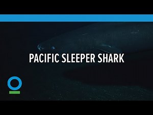Pacific Sleeper Shark