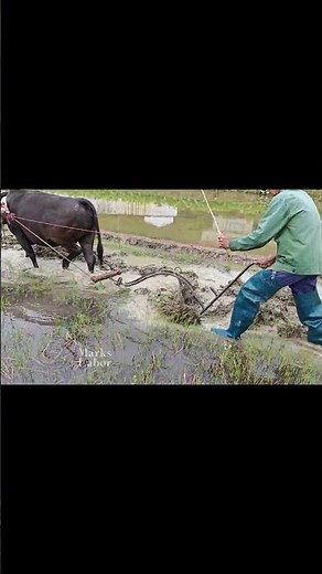 Ox drawn plow tilling the field efficiently #farmingtools