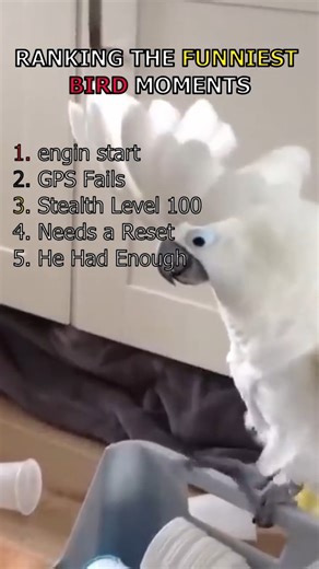 Top 5 Funniest Bird Moment #funny #funnymemes #funnyshorts
