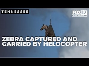 Drone video reveals moments missing zebra 'Ed' is captured in Rutherford County