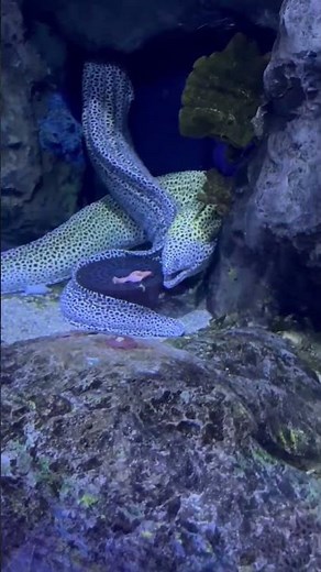 Meet the Reef's Leopard: The Honeycomb Moray Eel