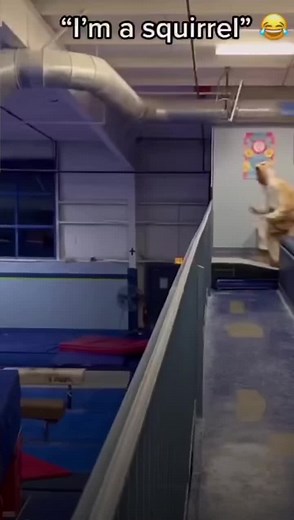 Funny Squirrel Jumping in Hilarious Costume - Parcour Fun!