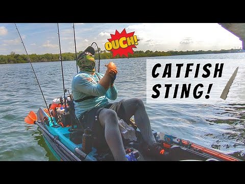 Stabbed by TOXIC Saltwater Catfish (Catfish Sting)