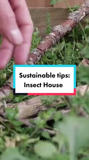 Why is it important to protect insects? 🐜🐝 #insects #wildlife #EcoTok #EcoHacks #LearnOnTikTok