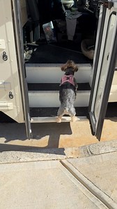 Little Coco and her little legs board the bus. ❤️ | The Storybook Bus