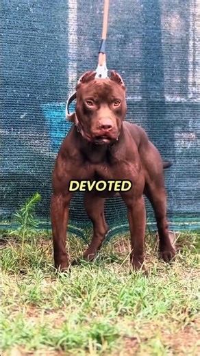 The Dark Side of Owning a Pitbull